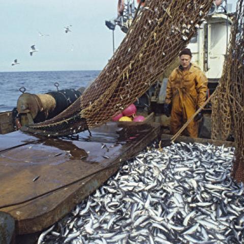 Рыболовы Крыма на треть увеличили вылов морских биоресурсов  